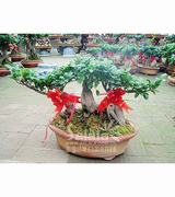 一家人（榕樹(shù)盆景）